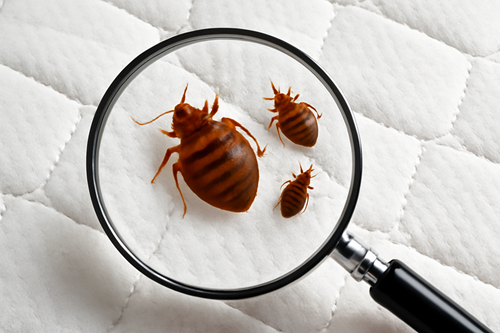 Bed Bug Control
